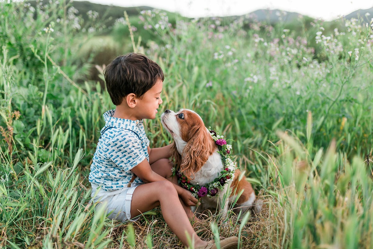 Boy in tall grass leaning in to kiss his Cavalier King Charles Spaniel wearing a flower collar