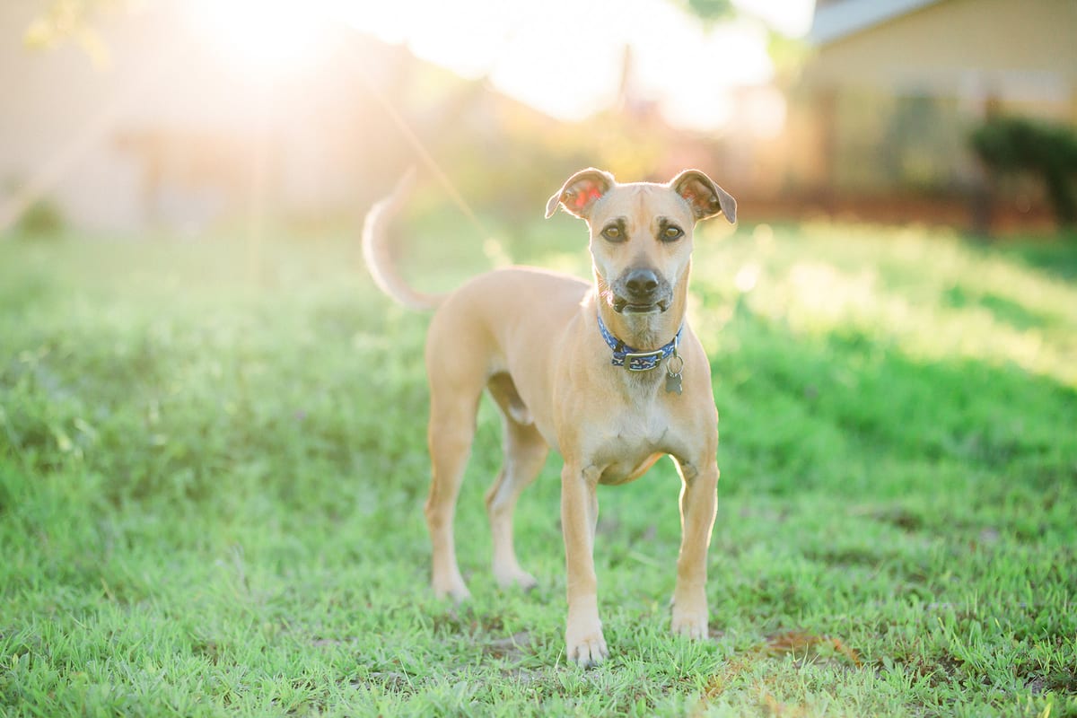 Tan puppy standing on a green lawn in golden backlight