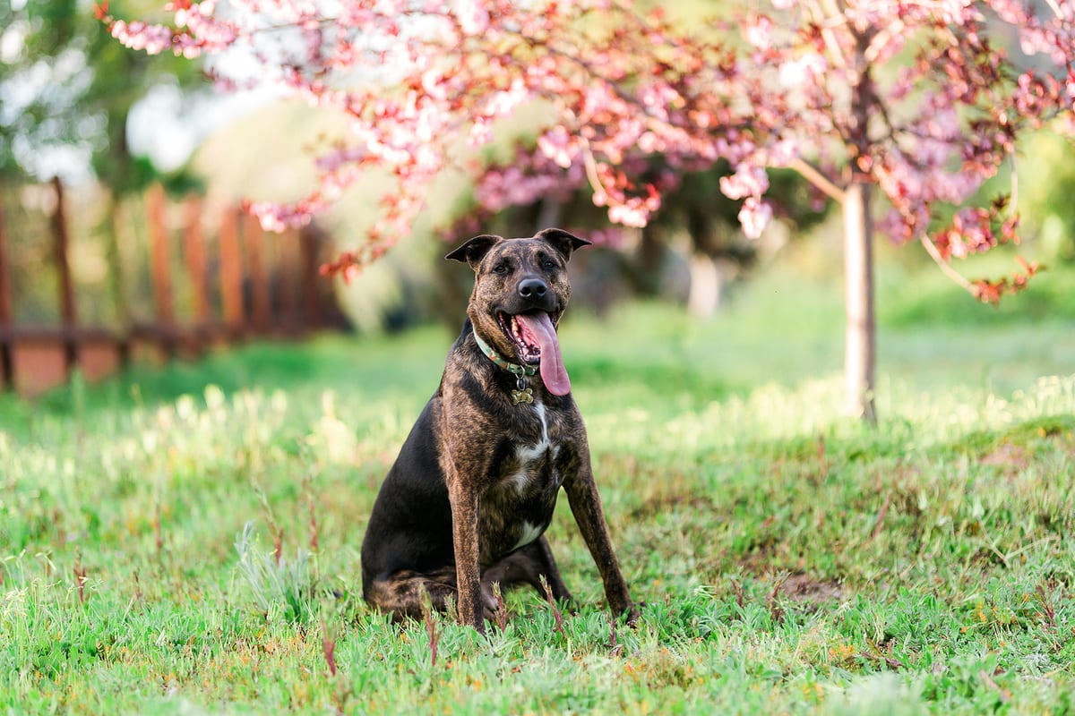 Brindle dog sitting on the grass under a blossoming tree