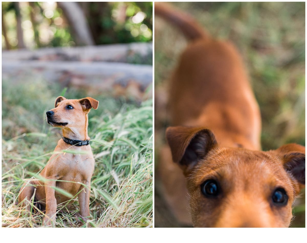 Two photos of a tan rescue puppy in the grass