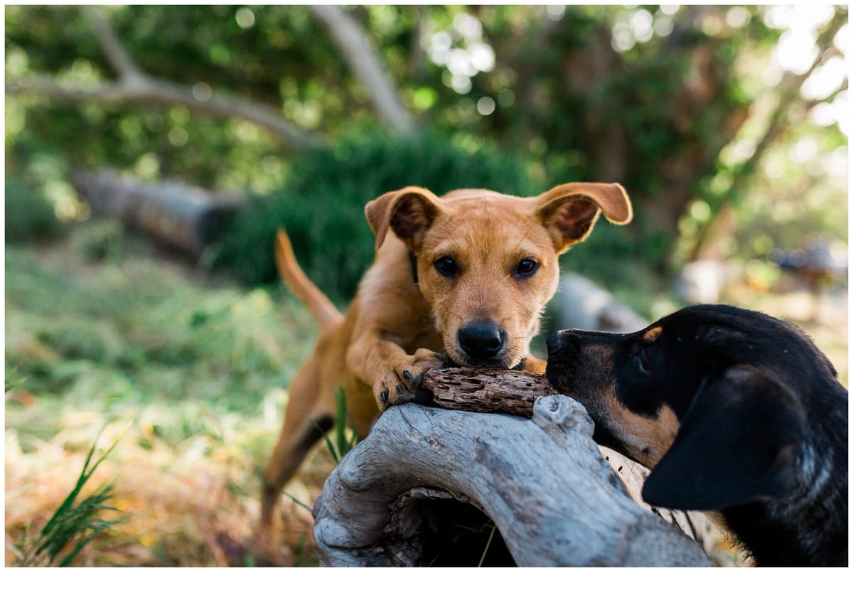 Tan puppy and black puppy playing over a log
