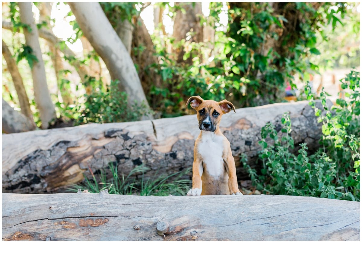 Tan puppy peeking over a fallen log