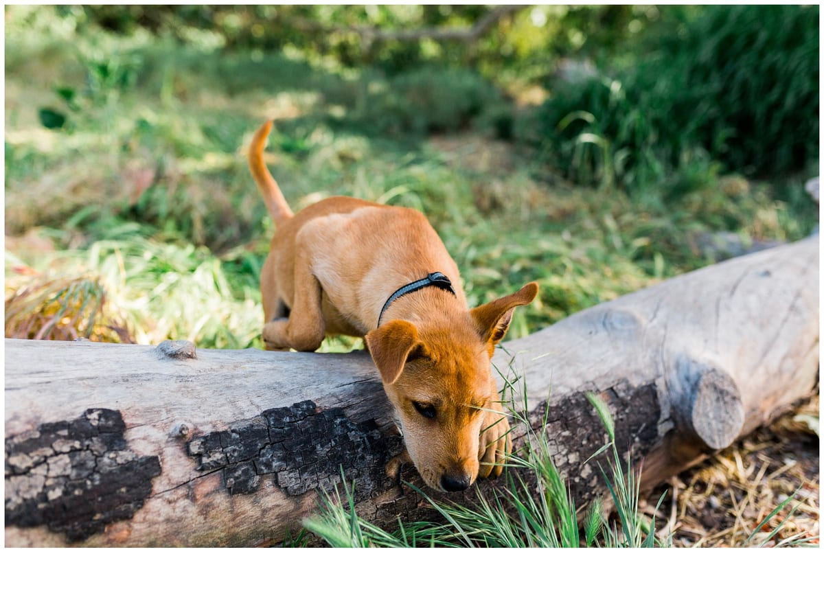 Tan puppy sniffing the grass beside a fallen log