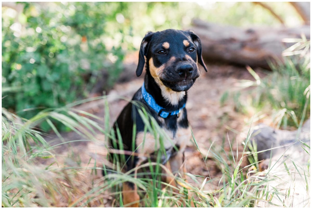 Black and tan puppy with a blue collar sitting in the grass