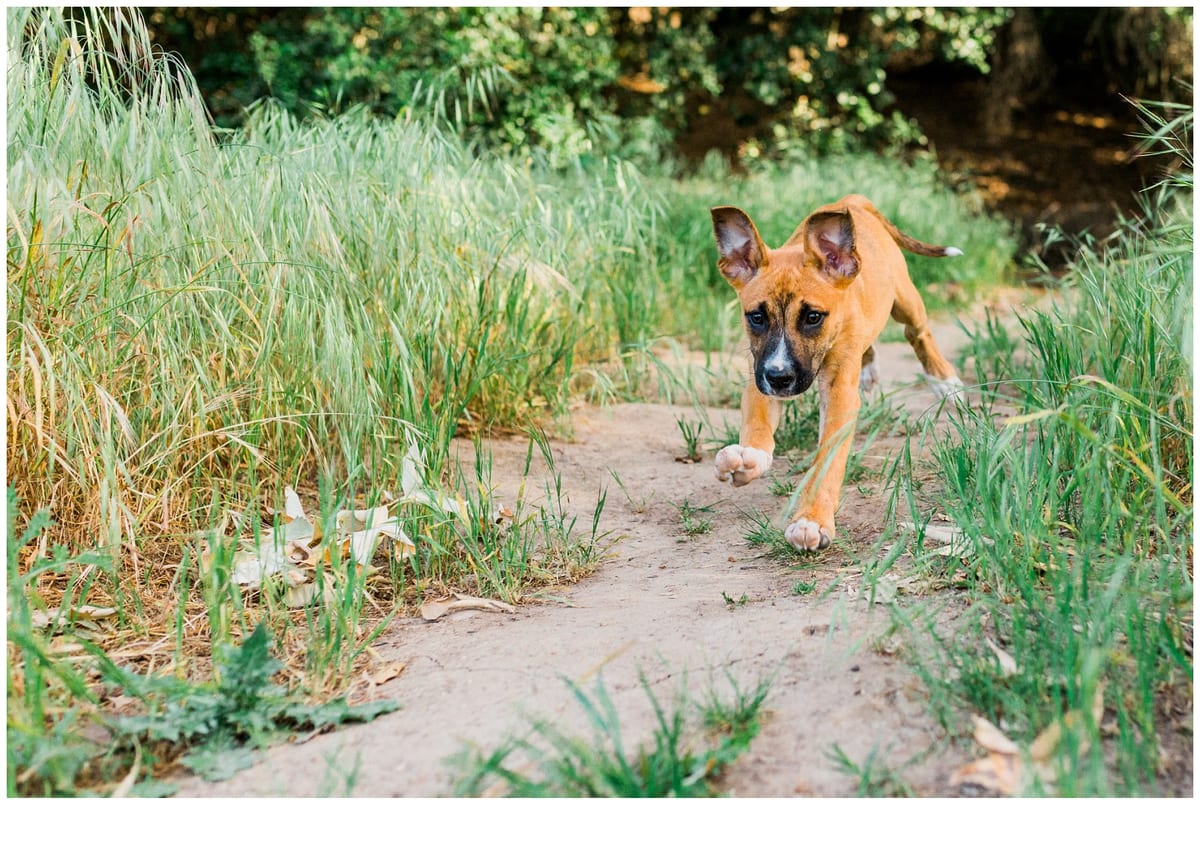 Tan puppy trotting down a grassy trail