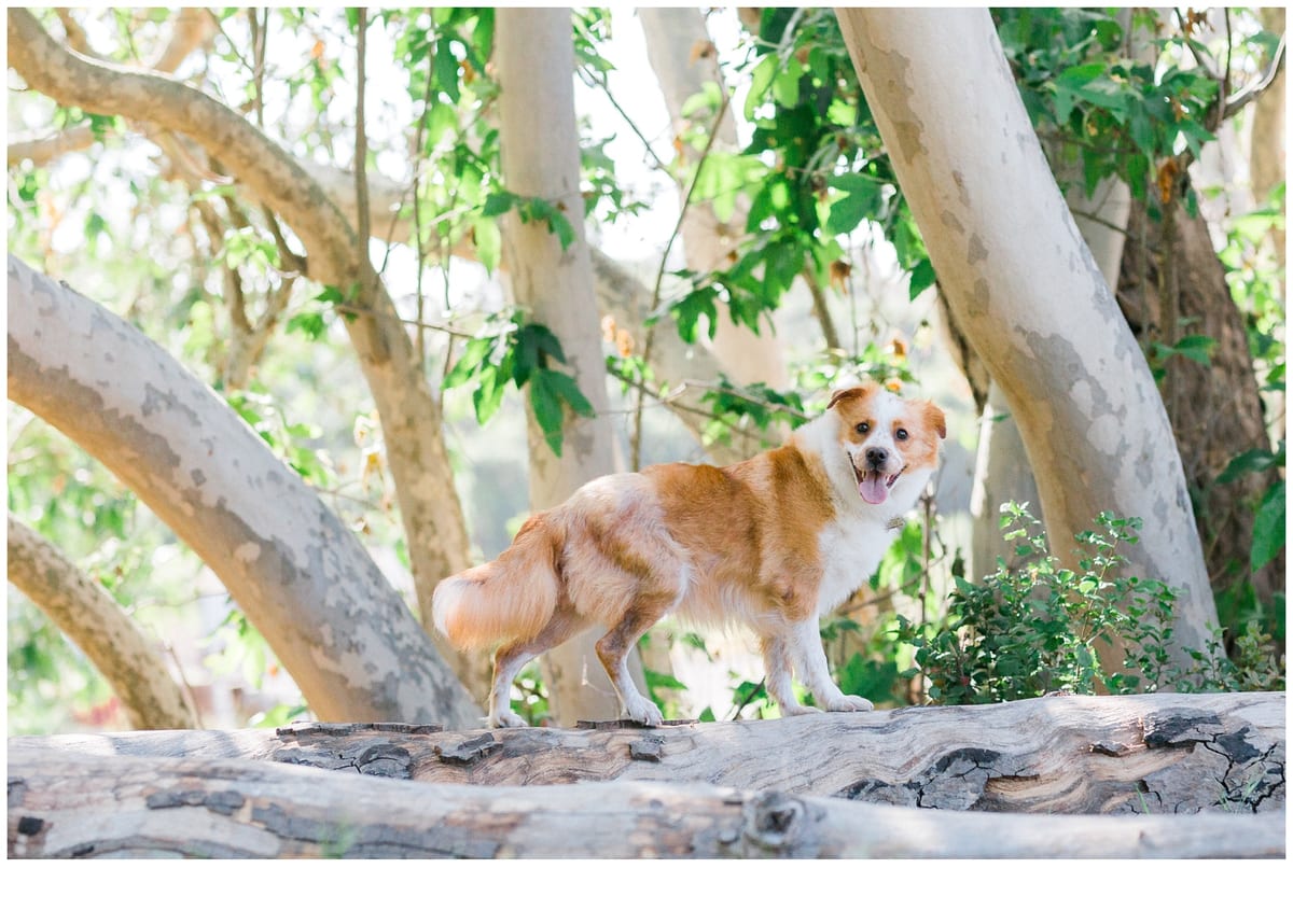 Orange and white dog standing on a fallen tree