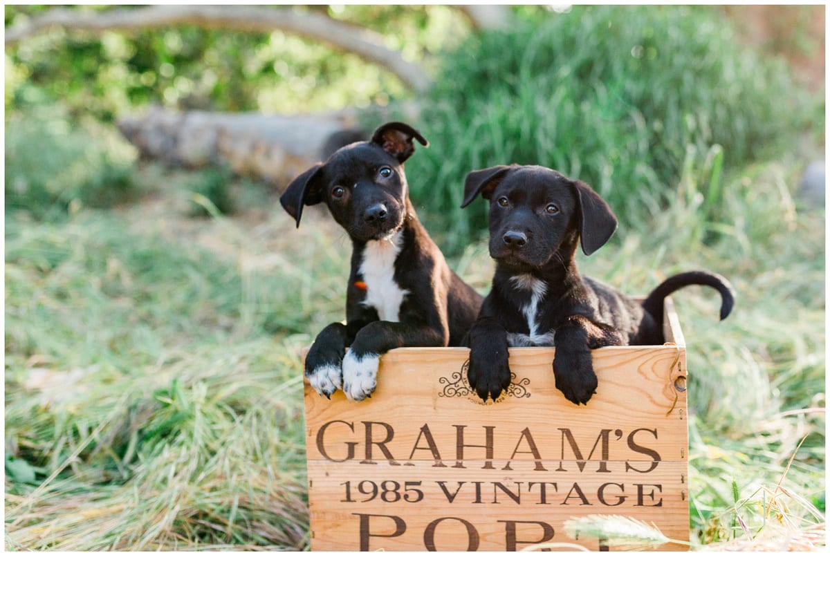 Two black puppies in a wooden wine crate