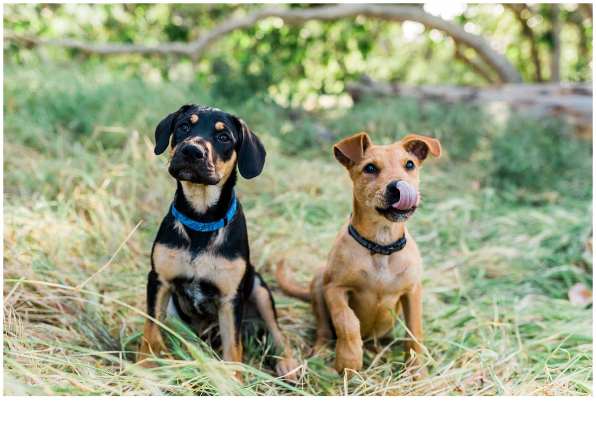 Two rescue puppies sitting side by side in the grass