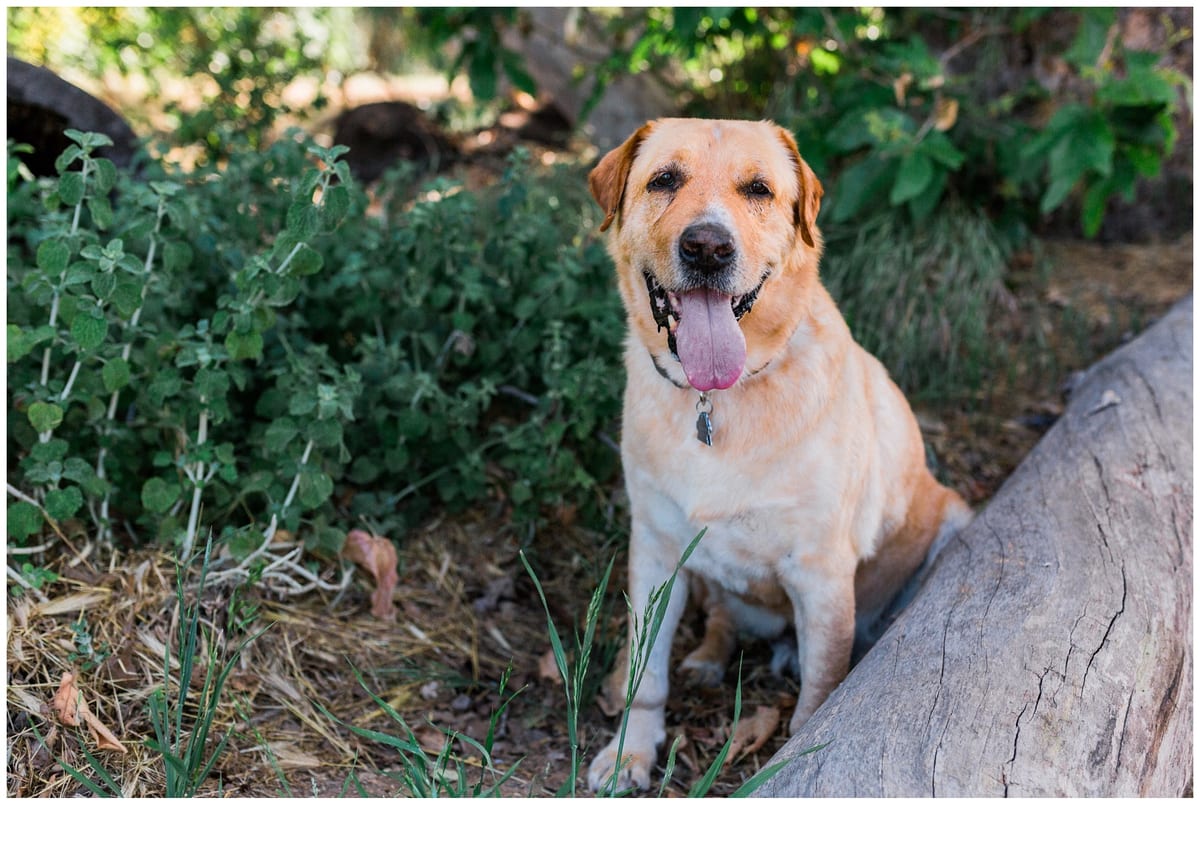 Yellow Labrador sitting beside a log among green plants