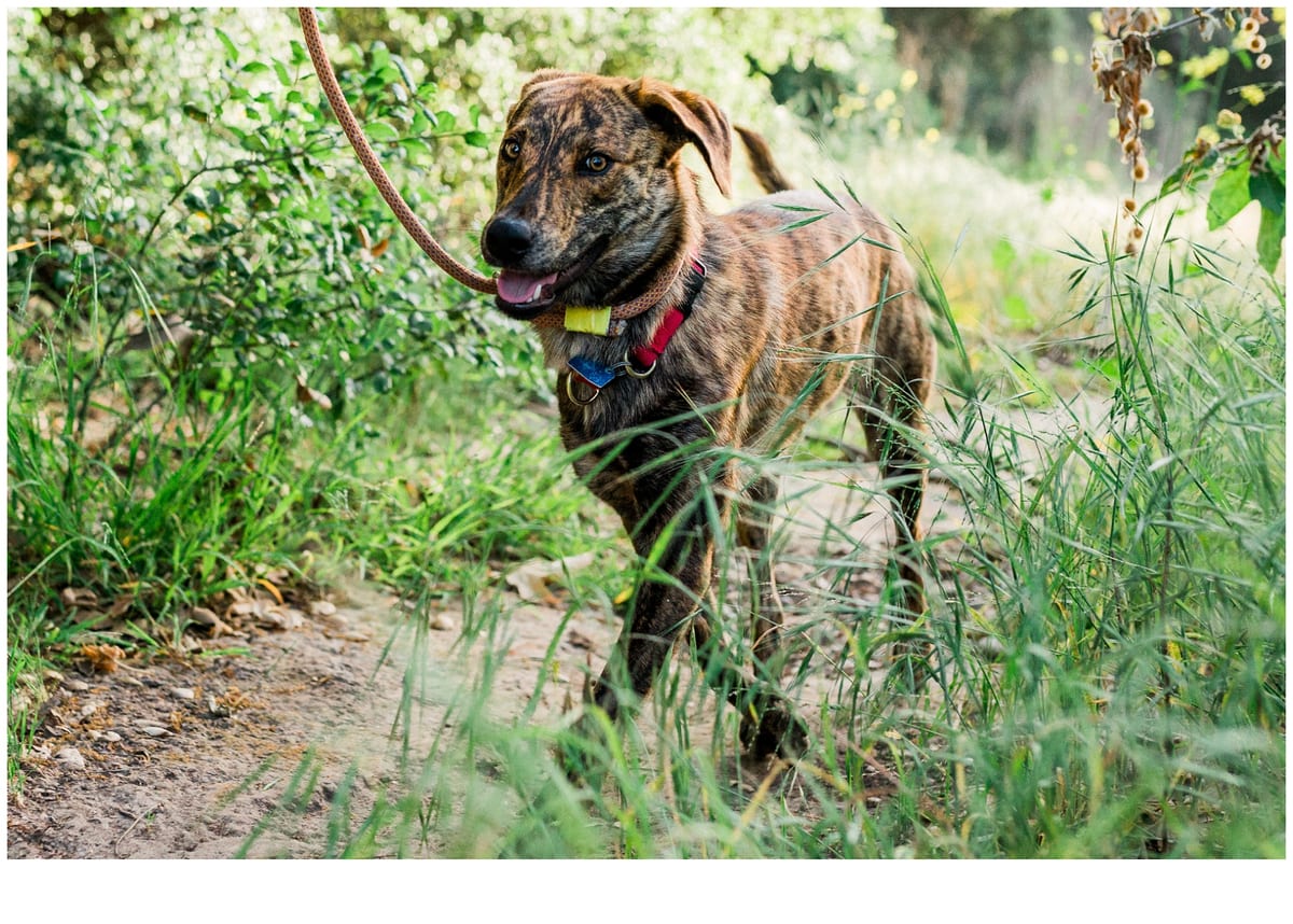 Brindle puppy on a leash walking through tall grass