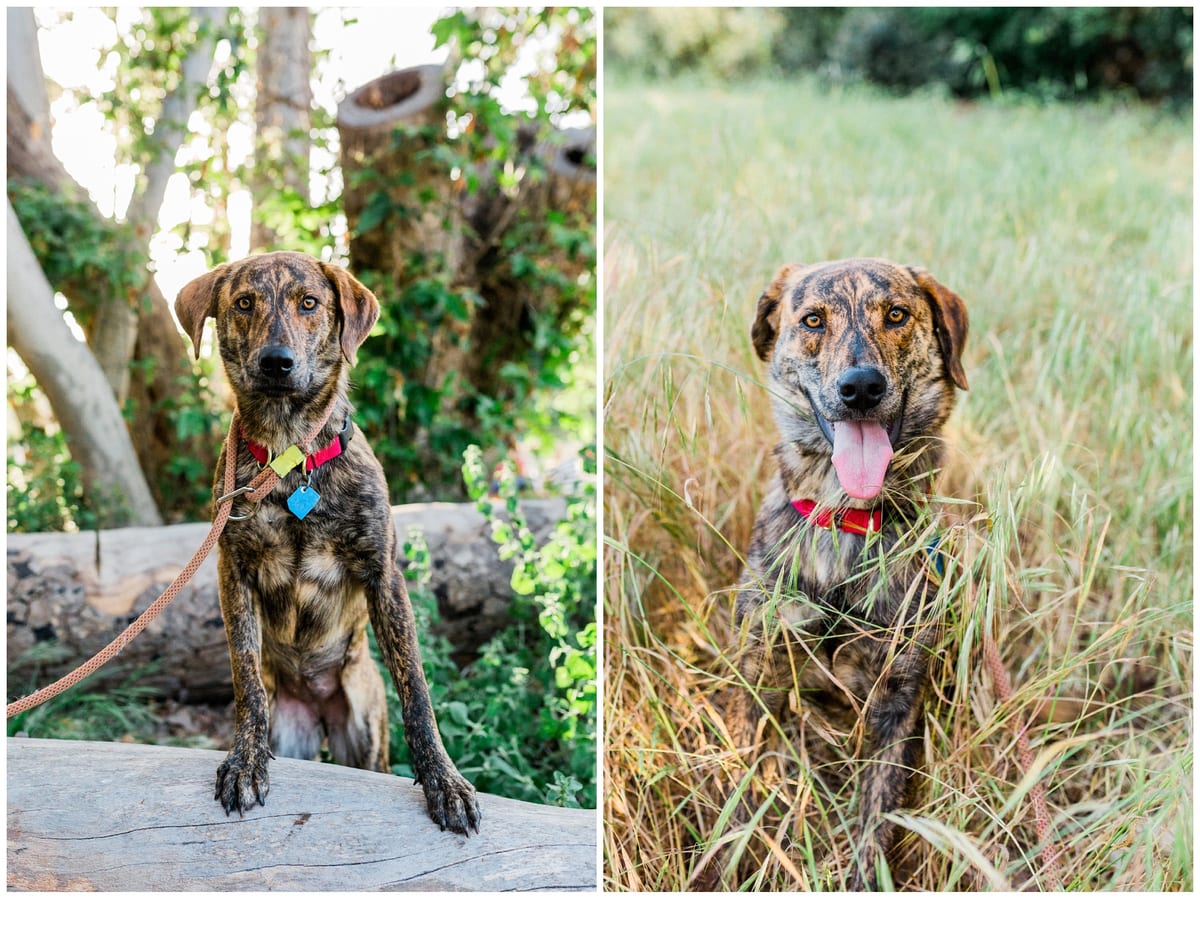 Two photos of a brindle puppy in the grass