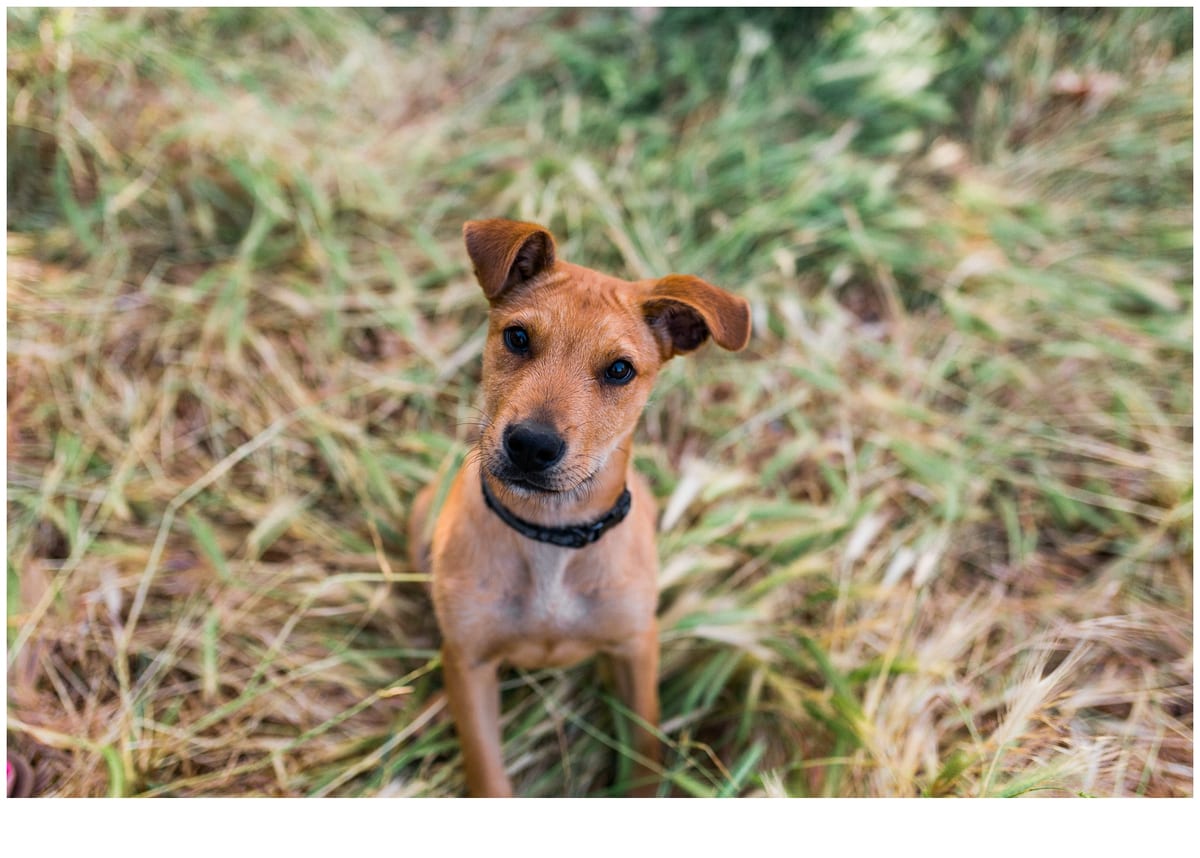 Tan puppy sitting in tall grass looking at the camera