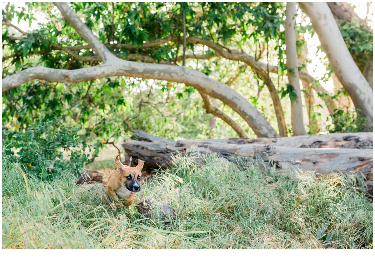 Small puppy lying in the grass under a tree