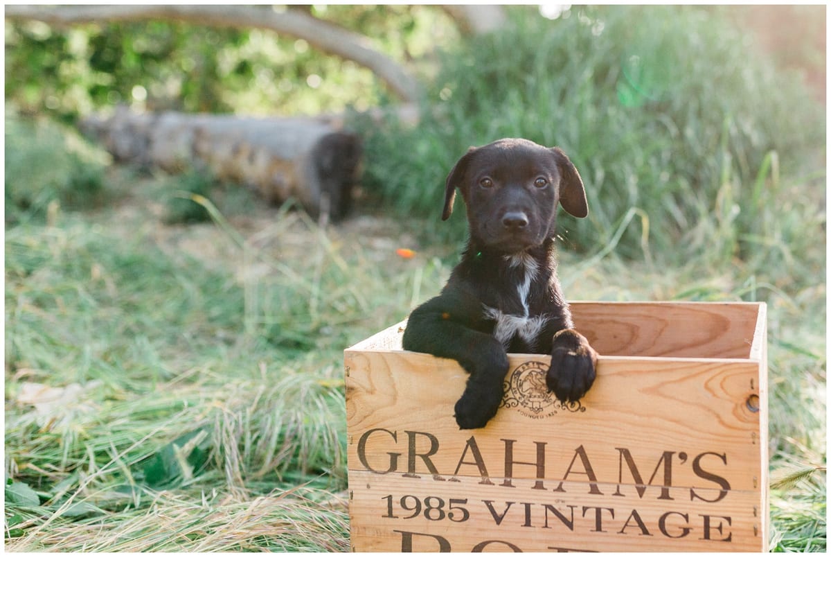 Black puppy peeking out of a wooden wine crate