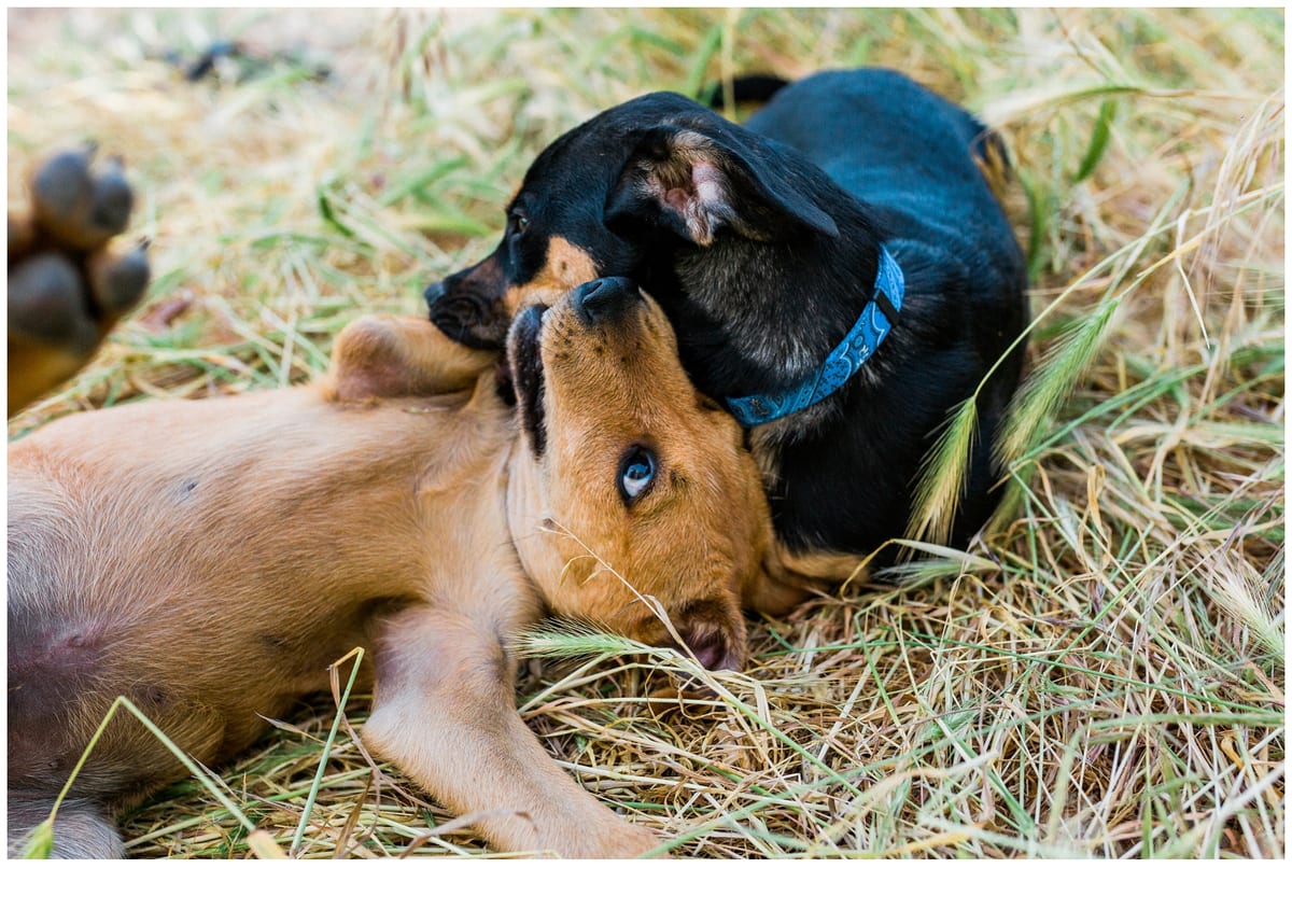 Two puppies wrestling in the grass