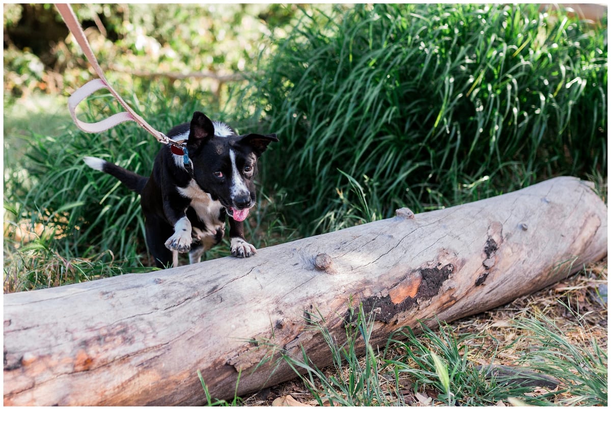 Black and white puppy on a leash climbing over a log