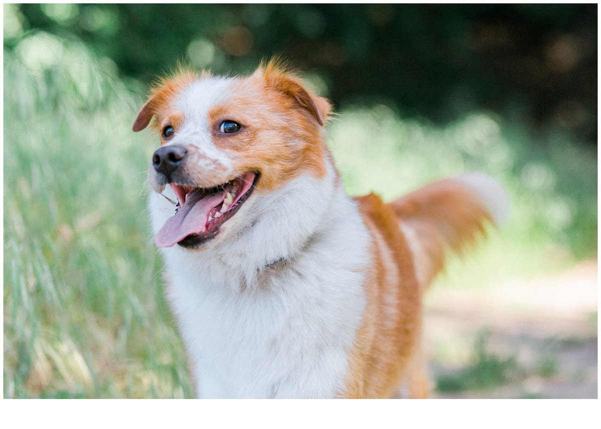Happy orange and white dog with its tongue out