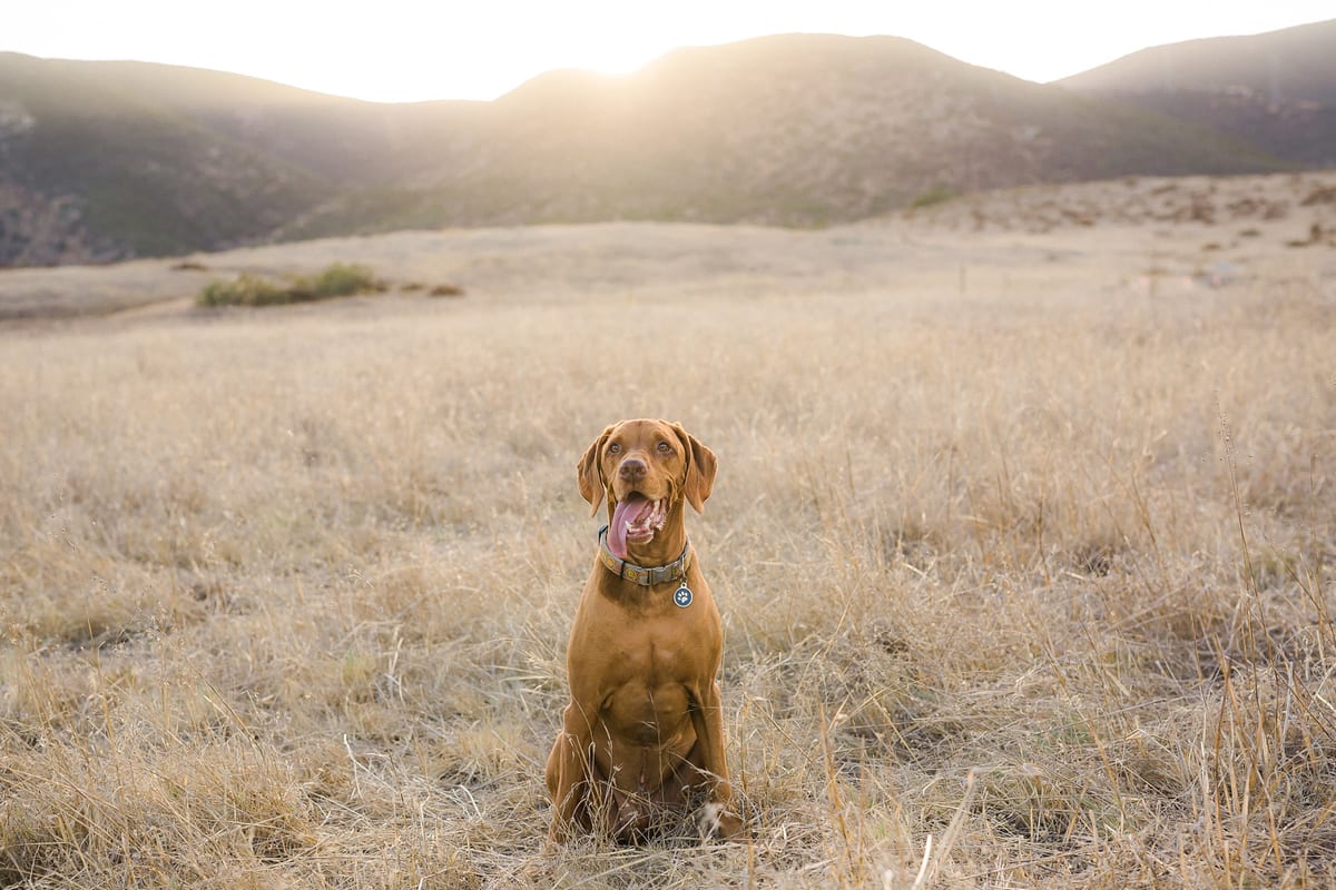 Vizsla sitting alone in a golden field below the mountains
