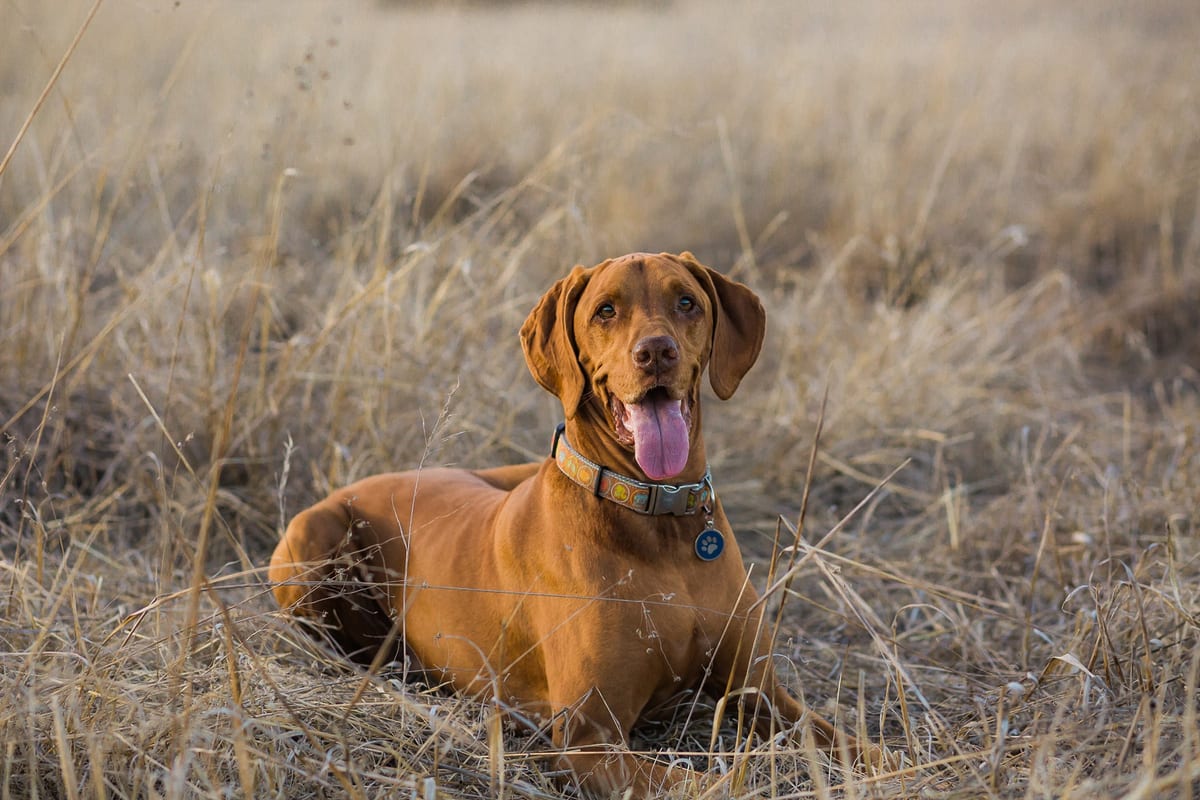 Smiling brown dog lying in golden dry grass