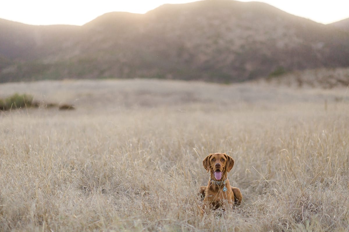 Vizsla sitting in a wide golden field below the hills