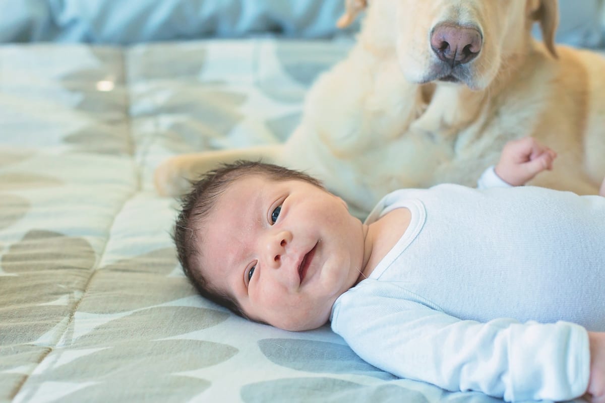 Smiling newborn lying on a bed with a yellow Labrador behind