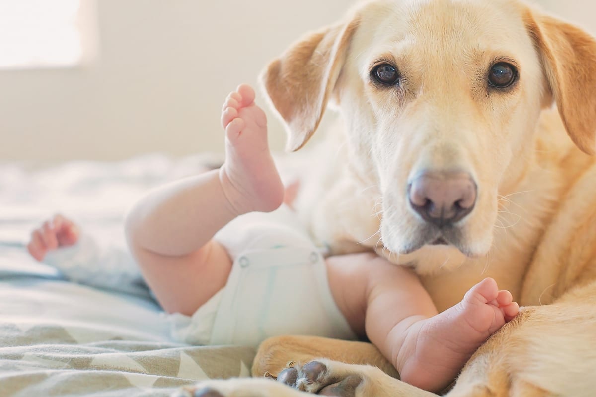 Yellow Labrador resting beside a newborn's tiny feet
