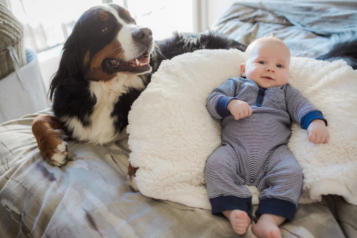 Bernese Mountain Dog lying beside a smiling baby on a sheepskin pillow