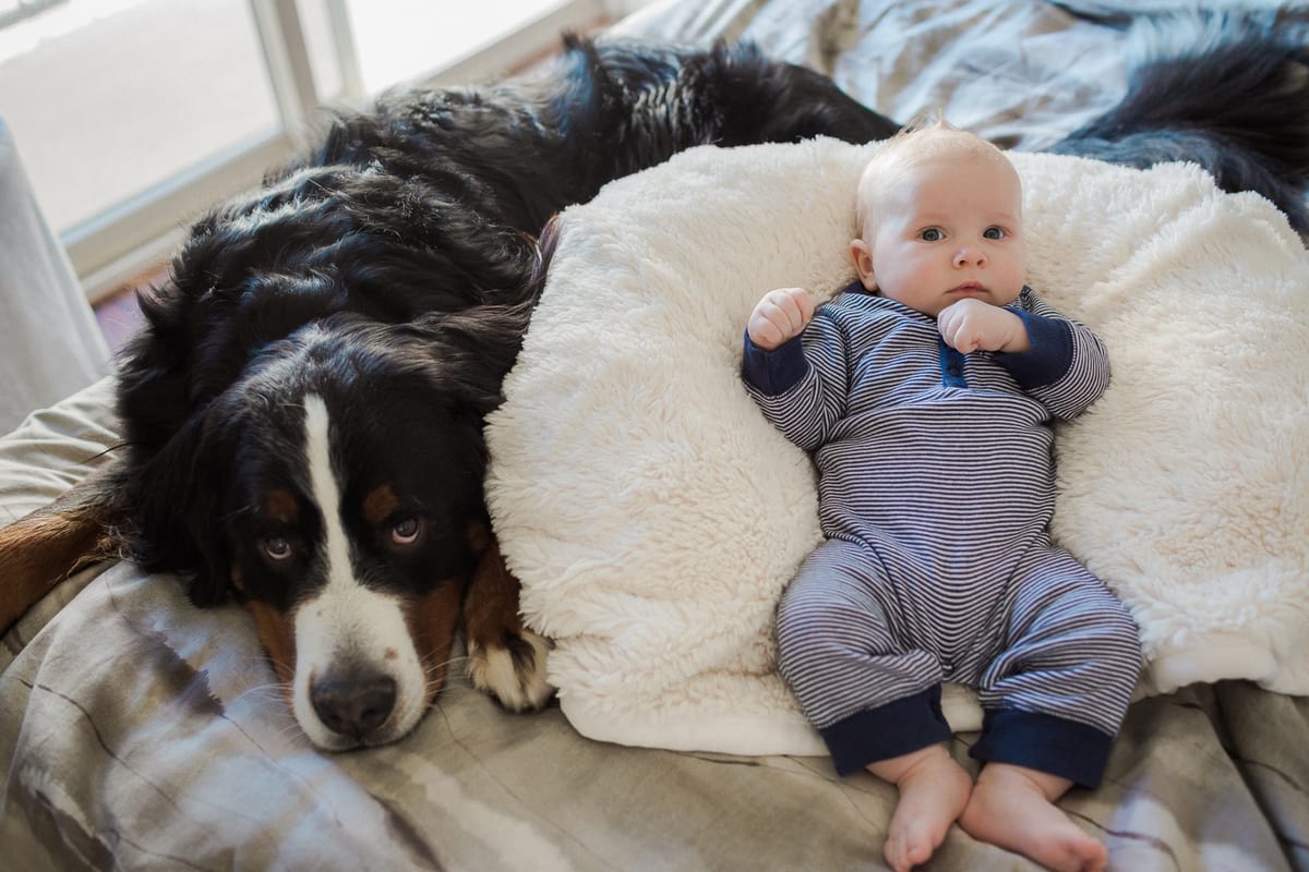Baby in a striped romper resting on a pillow next to a sleepy Bernese Mountain Dog