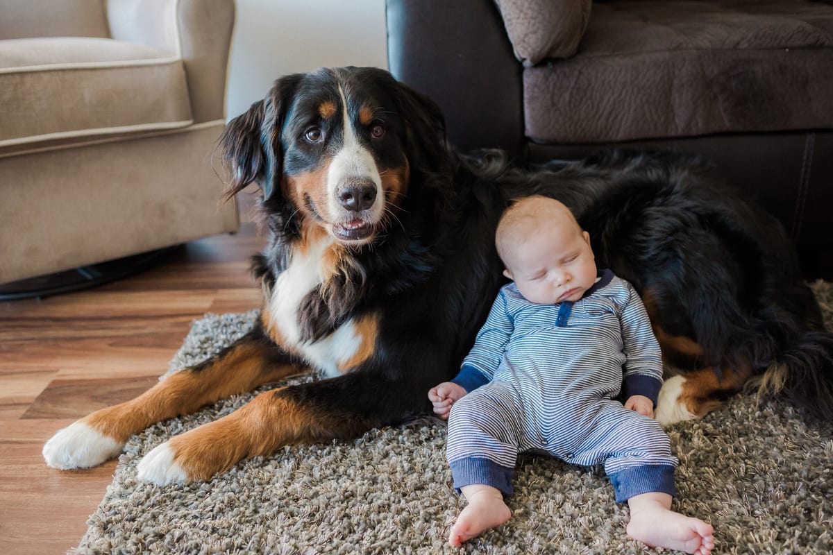 Baby boy sitting on a rug leaning against a Bernese Mountain Dog