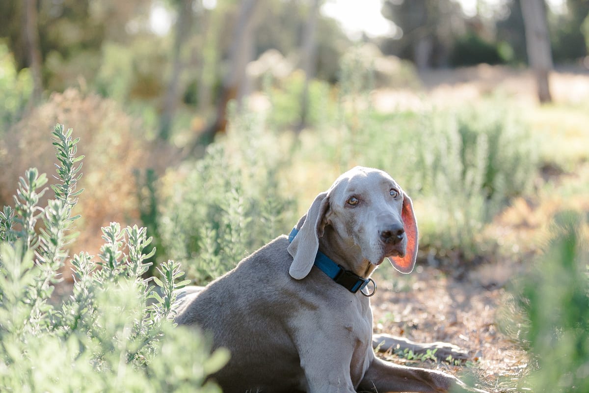 Weimaraner lying among green plants