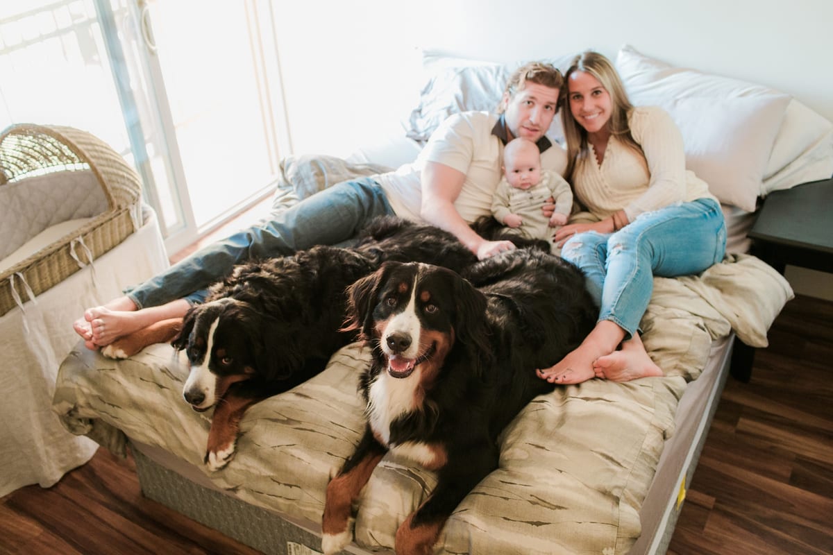Parents lounging on the bed with their baby and two Bernese Mountain Dogs