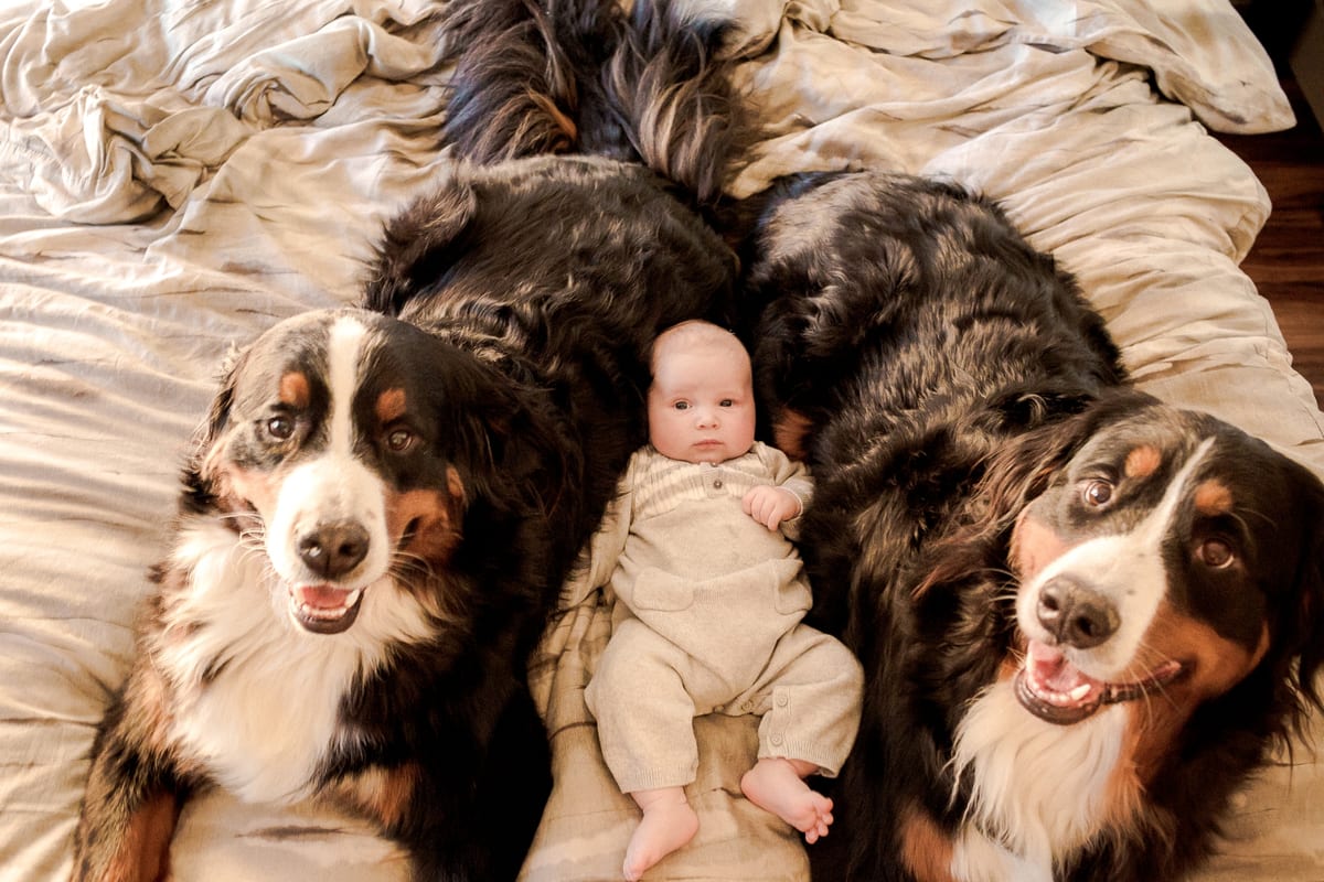 Baby lying on a bed between two Bernese Mountain Dogs