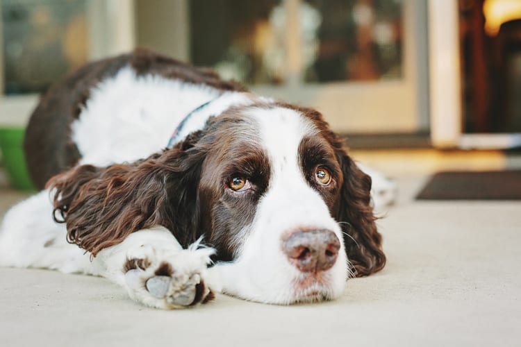 Springer Spaniel resting its head on the floor