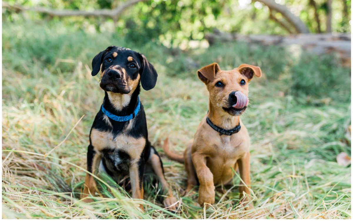 San Diego Dog and Family Photography | Labs and More Rescue Organization Volunteer Work by Rachel Manning Photography